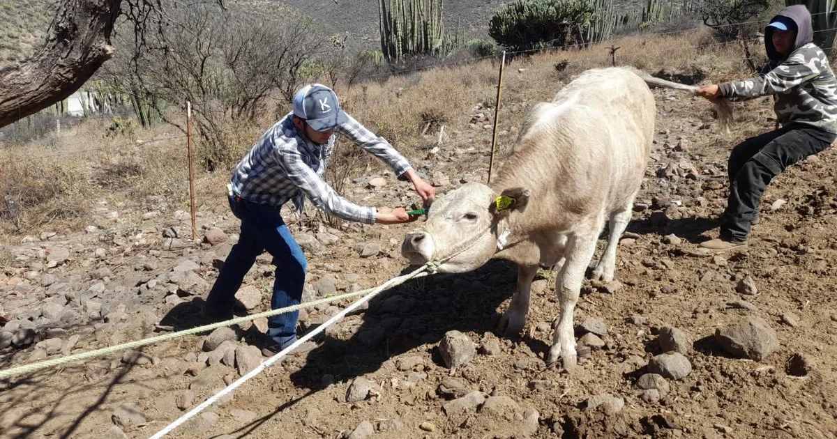 Se Colocan 80 Aretes a Ganado en Comunidades de Tolimán durante el mes de Febrero