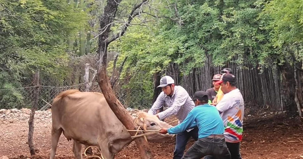 SE ARETARON 75 CABEZAS DE GANADO EN BENEFICIO DE PRODUCTORES DE TOLIMÁN